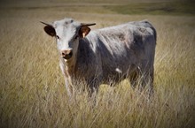 HLR CHECKERED CHIQUITA