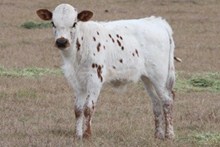Melvas bull calf 